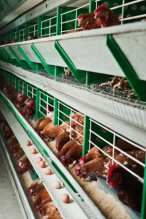 Chicken iStock 000017474468XSmall 146x219