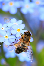 The problem with Biodiversity Net Gain