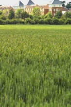 Green Belt 4177325 s 146x219