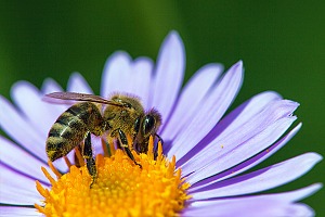 The Environment (Principles, Governance and Biodiversity Targets (Wales) Bill: the key provisions